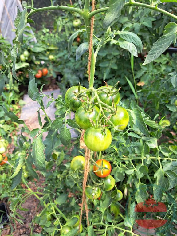 Thumbnail: Tomatenrispe mit unreifen Tomaten - Tomate Balkonzauber