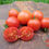 Thumbnail: Rote runde aufgeschnittene Cherrytomate auf einem Holzbrett - Tomate Sweet Berry