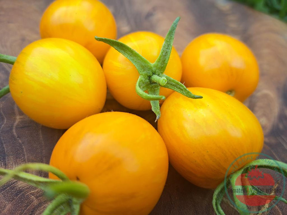 Thumbnail: Nahaufnahme der goldgelb gestreiften Tomaten auf einem Holzbrett - Tomate Rambling Gold Stripe