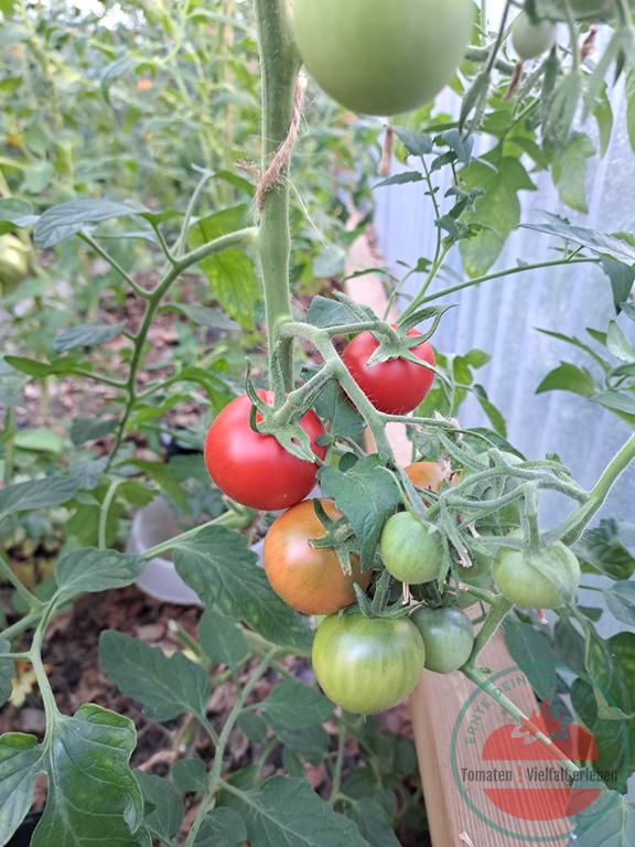 Miniaturbild: Reife rote, halbreife sowie unreife grüne Tomaten an der Rispe - Tomate Haubners Vollendung