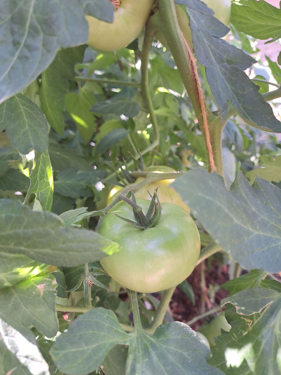 Miniaturbild: Tomatensorte Saint Pierre unreif an der Pflanze