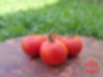 Rote runde Salattomaten auf einem Holzbrett - Tomate Sperls Zukunft