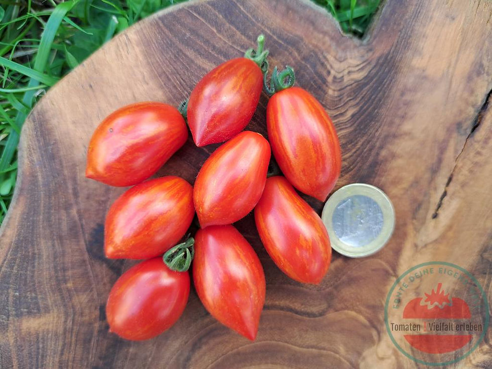 Thumbnail: Rote spitze kleine Tomate mit gelblichen Streifen und einem Euro rechts daneben auf einem Holzbrett - Tomate Laura