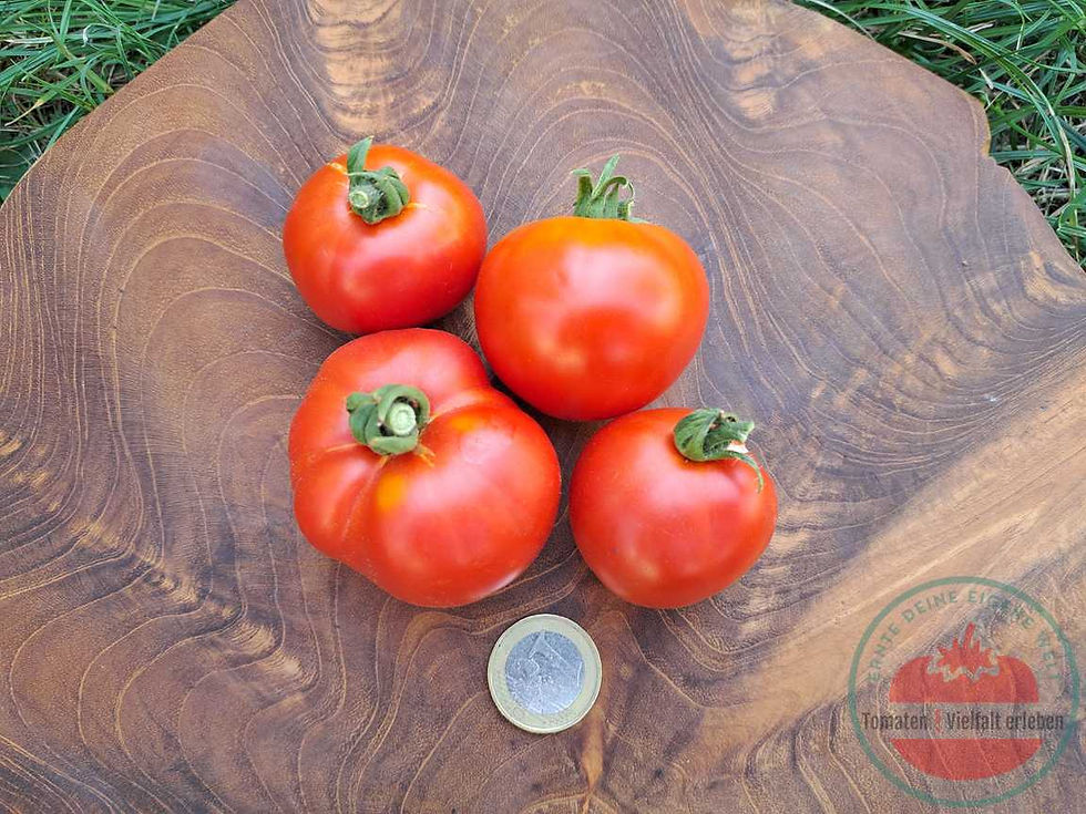Thumbnail: Vier reife Emma Tomaten mit rundlicher bis leicht abgeflachter Fruchtform