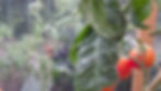 Miniaturbild: Little Lucky Heart (Samen)