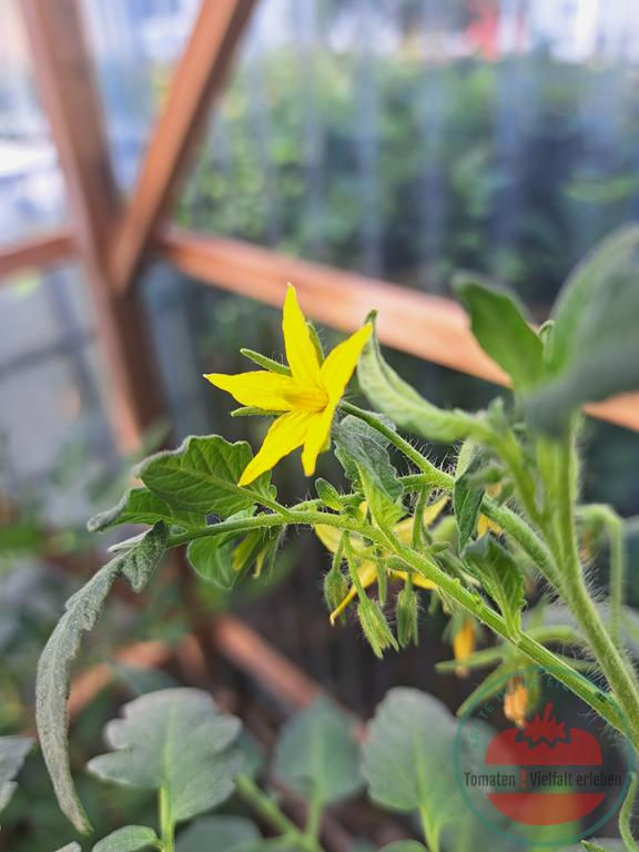 Thumbnail: Tomatenblüte - Tomate Matura