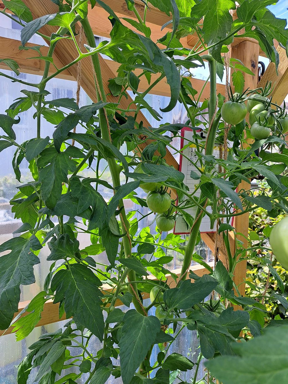 Thumbnail: Berner Rose (seeds)