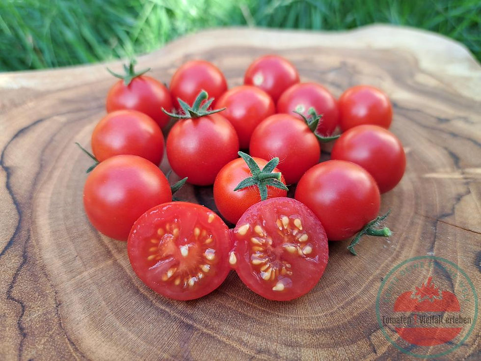 Thumbnail: Rote runde aufgeschnittene Cherrytomate auf einem Holzbrett - Tomate Birdie Rouge