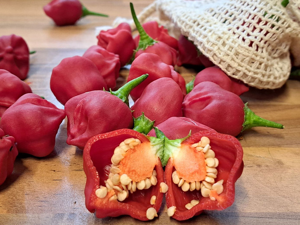 Thumbnail: Bell pepper red (seeds)