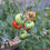 Thumbnail: Tomatenpflanze mit reifen und unreifen Tomaten - Tomate Agatha