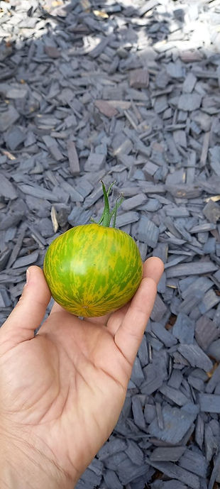 Tomatensorte Green Zebra im reifen gelb-grünen Zustand
