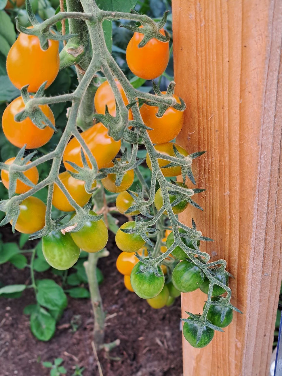 Thumbnail: Fredi (seeds)