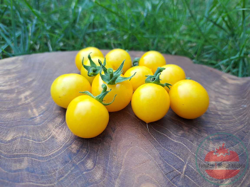 Gelbe runde Cherrytomate auf einem Holzbrett im Gras. Tomatensorte Rejina Ero/Regina Yellow