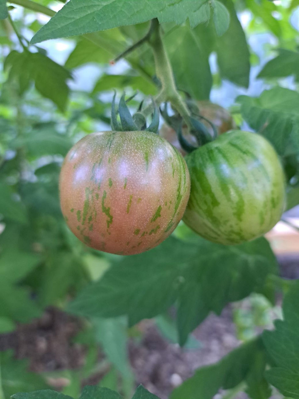 Thumbnail: Purple Fairy (seeds)