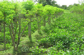 Carbon Sequestering within our Agroforestry Areas