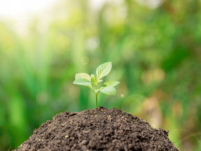Bioséquestration du carbone dans nos zones en Agroforesterie