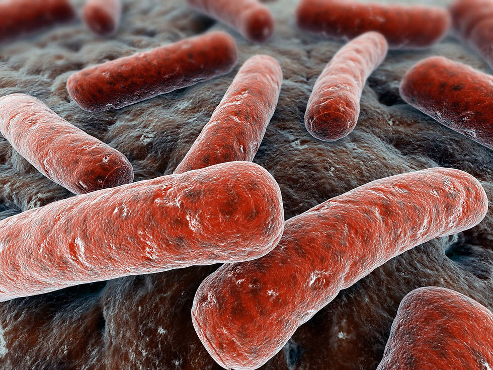 Bacilo de Koch, bactéria causadora da tuberculose