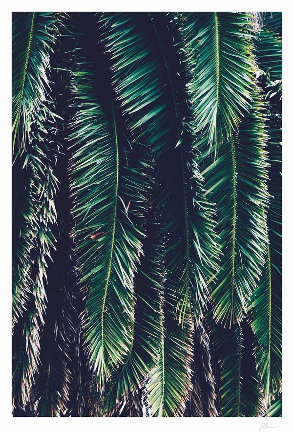 Big Palm  Haxton.jpeg