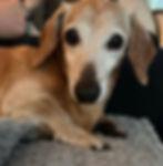 Light brown dachshund dog looking forward