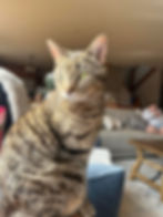 Tabby cat looking sideways