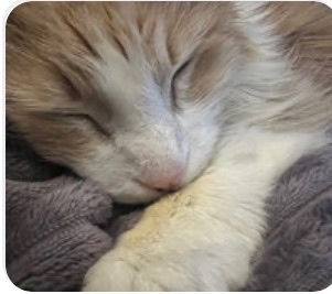 When Love Never Leaves: A Session with Toulouse and Sugar
