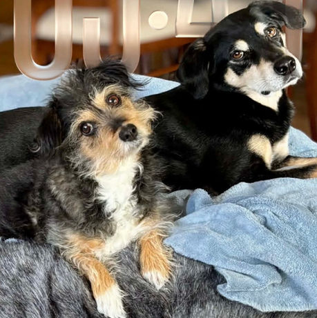 The Dogs Who Remembered Love: Madison & Mobri's Story