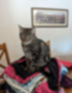 Tabby cat sitting on a pile of colorful laundry