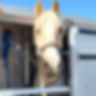Yellow horse in trailer.