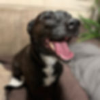 Happy black dog smiling