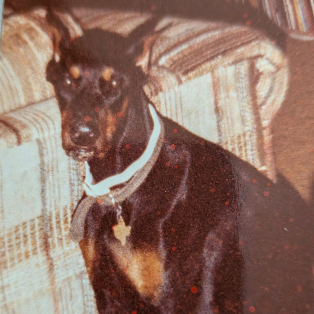 Black and tan Doberman Pinscher with collar