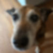 Sadie