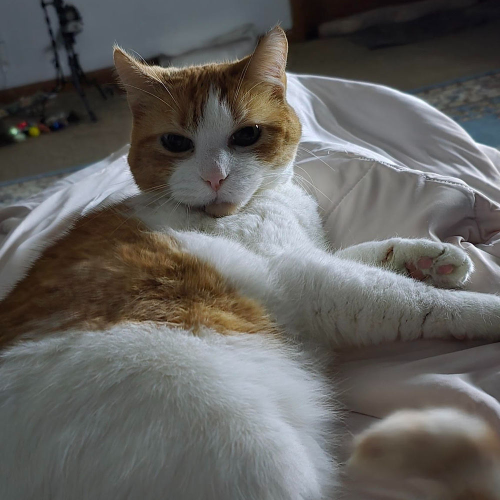 White and ginger cat resting