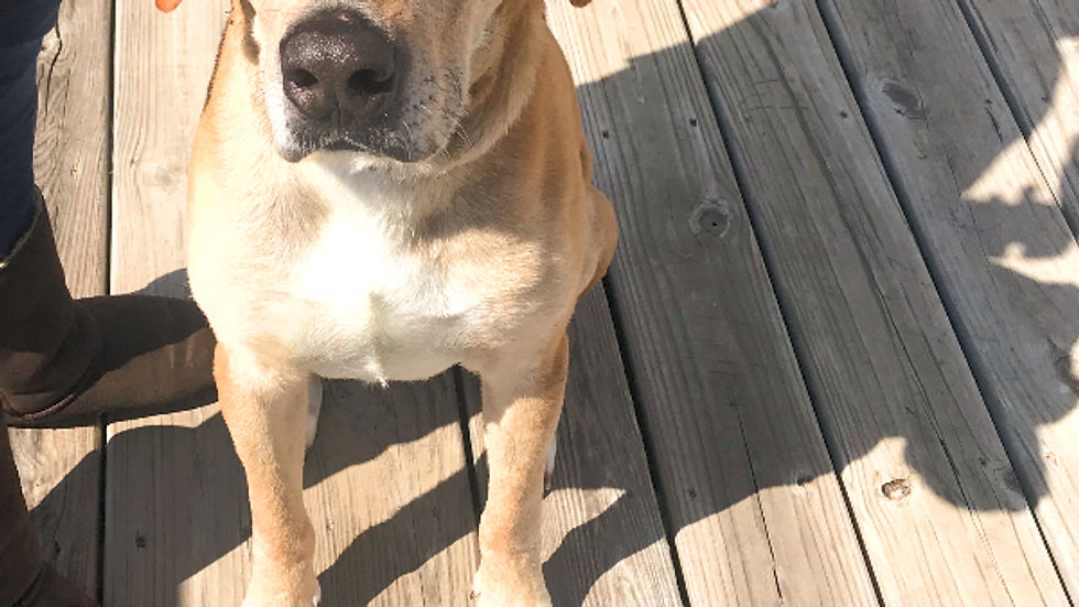 Dog Scientist with Solar Oven - Animal Communication