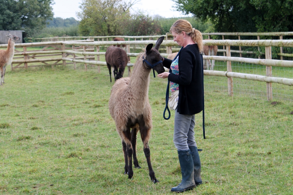 Haltering Jasmine for the first time