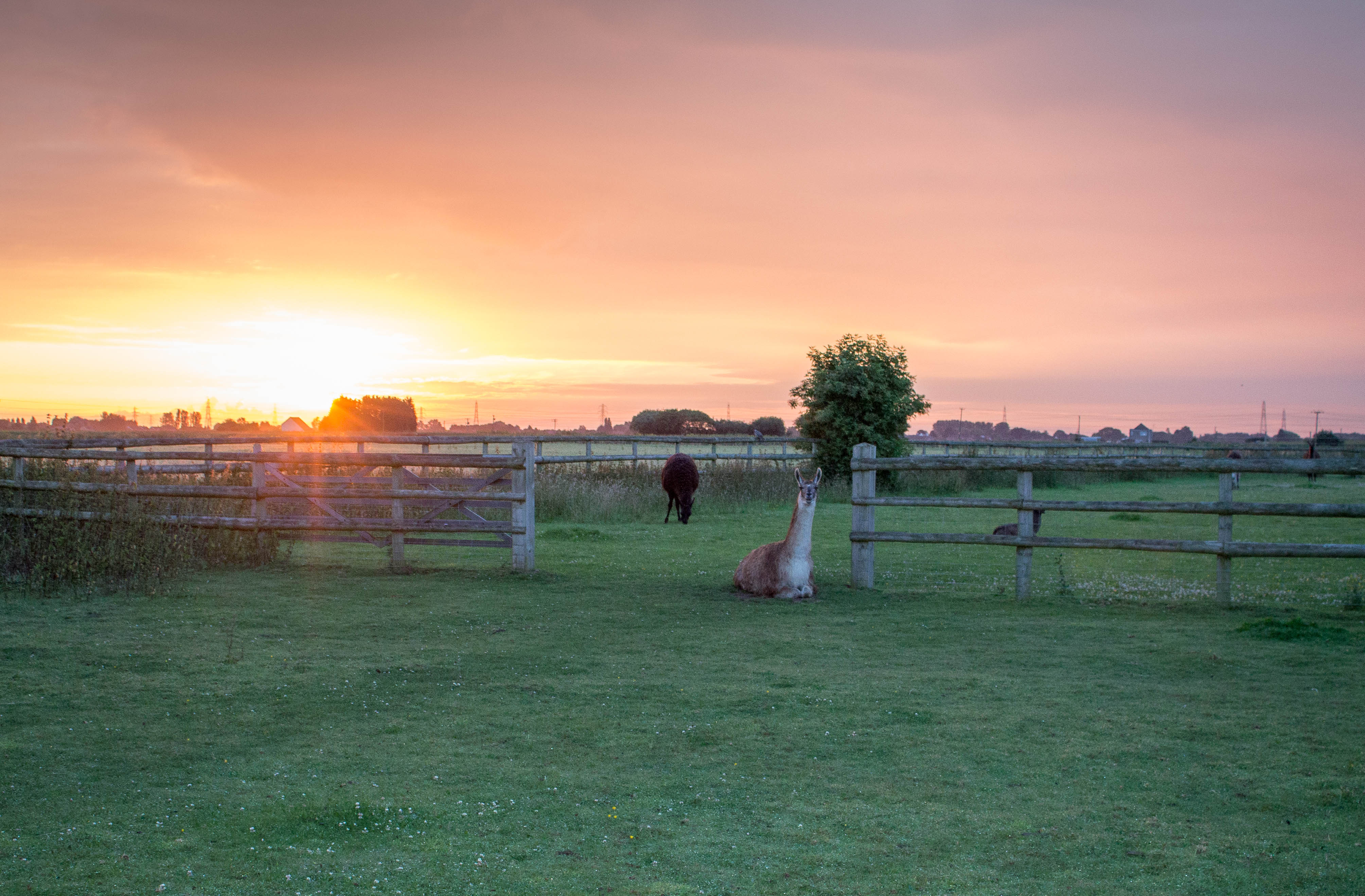 Dawn on the farm