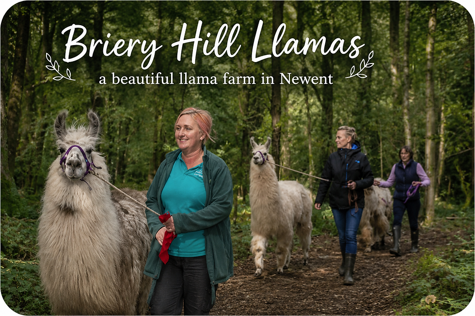 Lisa later lost eight of her beloved trekking llamas following bovine TB testing, despite extensive veterinary involvement and enormous personal effort to protect and care for her herd. The emotional impact of the loss continues to be felt very deeply.