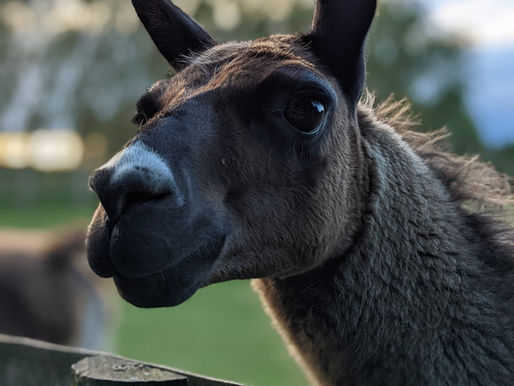 An Unforgettable Encounter: The Llama Experience at Glamping with Llamas