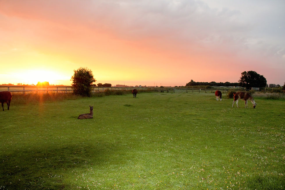 Sunrise at Glamping with Llamas