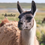 Thumbnail: Adopt a Llama – Gift Pack with Farm Visit Included