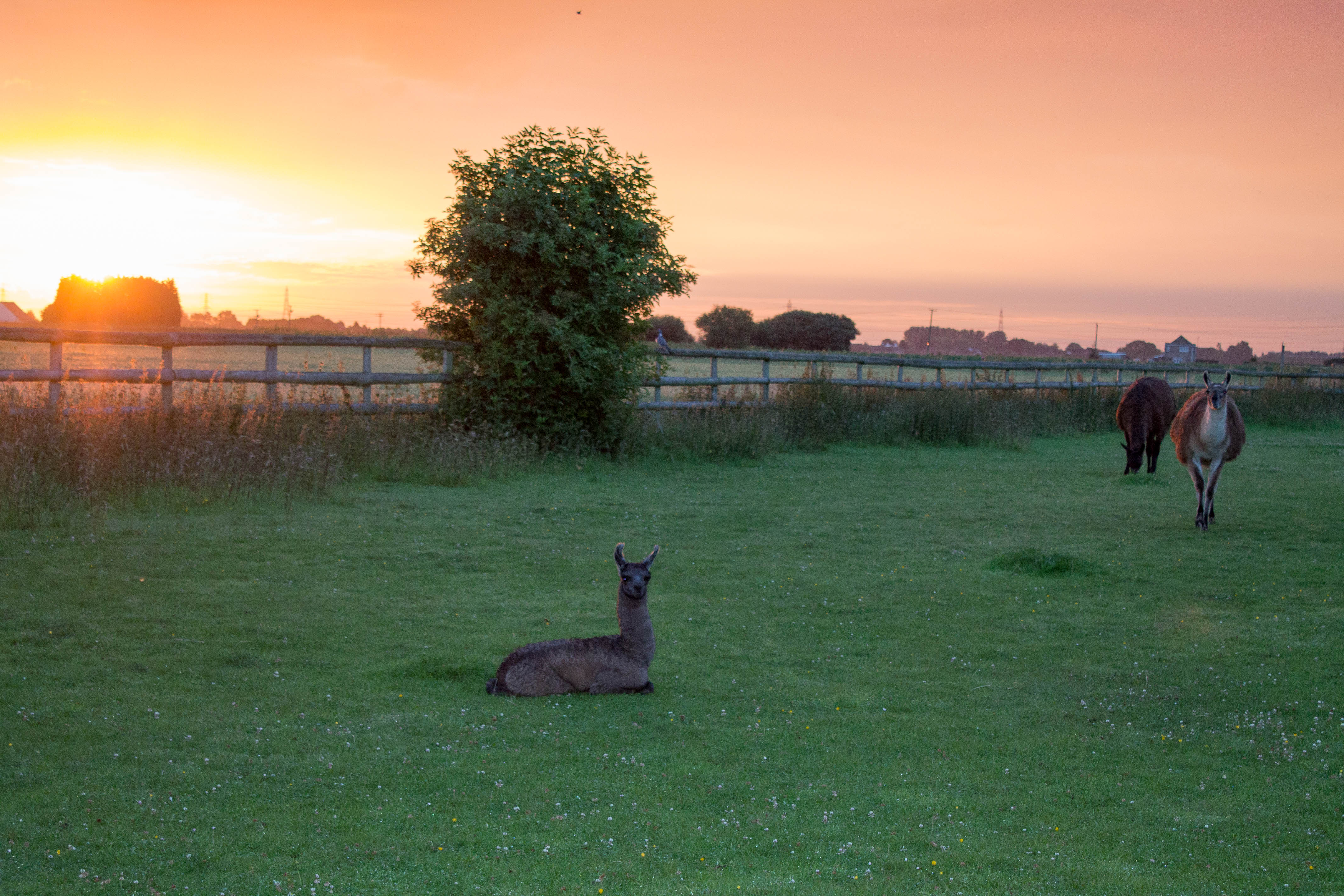 Dawn on the farm