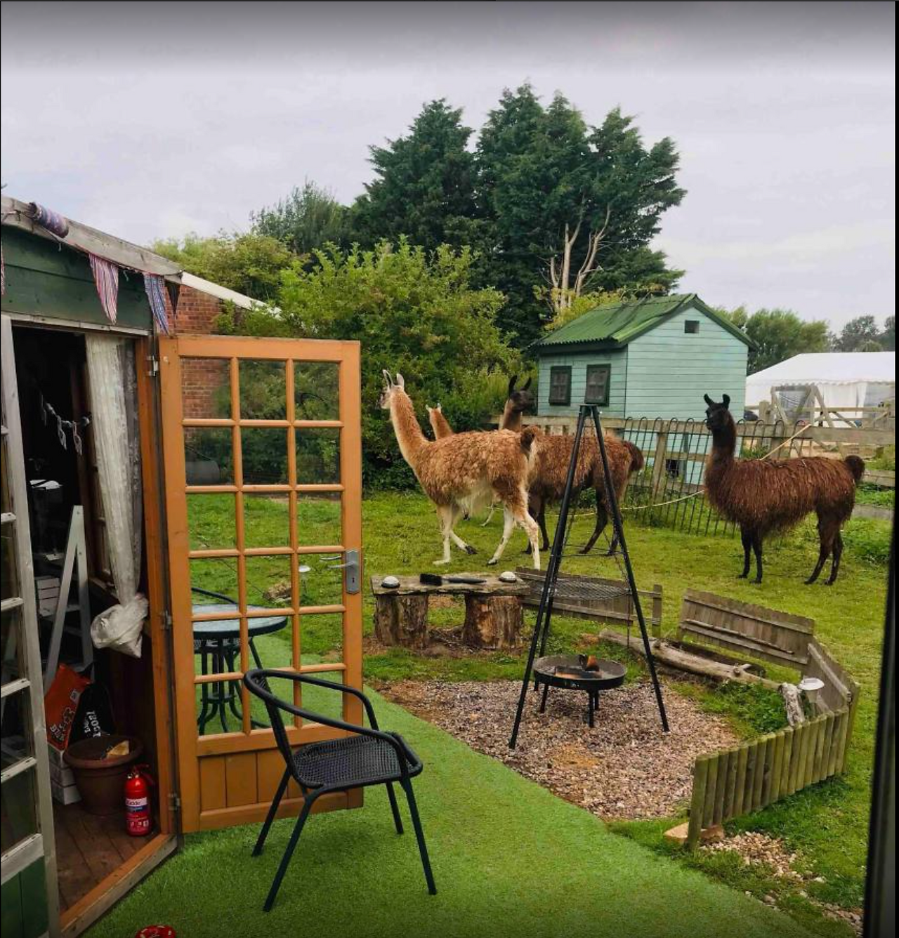 Free-roaming llamas