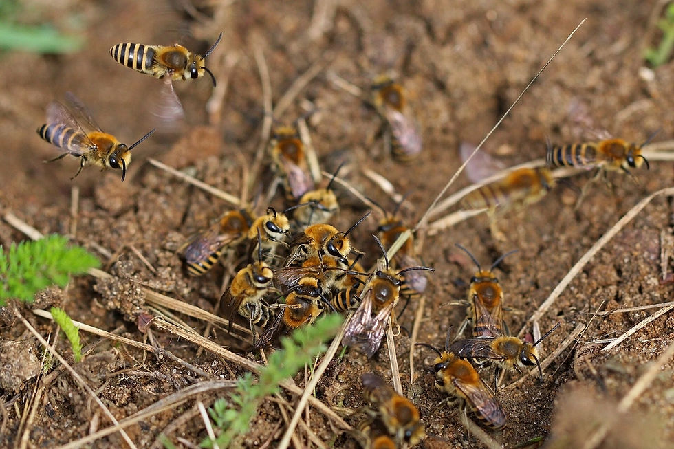 Male ivy bees gathering in a mating cluster on the ground