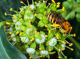 Ivy bee foraging on flowering ivy in autumn