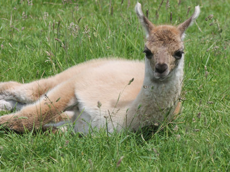 A baby llama laying in the grass enjoying the sunshine