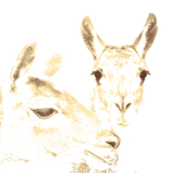 Two pencil-drawn llamas