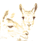 Two pencil-drawn llamas