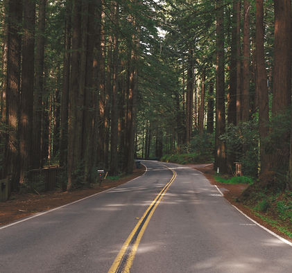 forest-road_edited.jpg