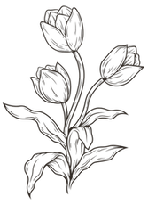 TULPPEE_edited_edited.png