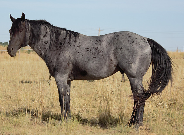 Dun Blue Bonnet (2)_edited.jpg