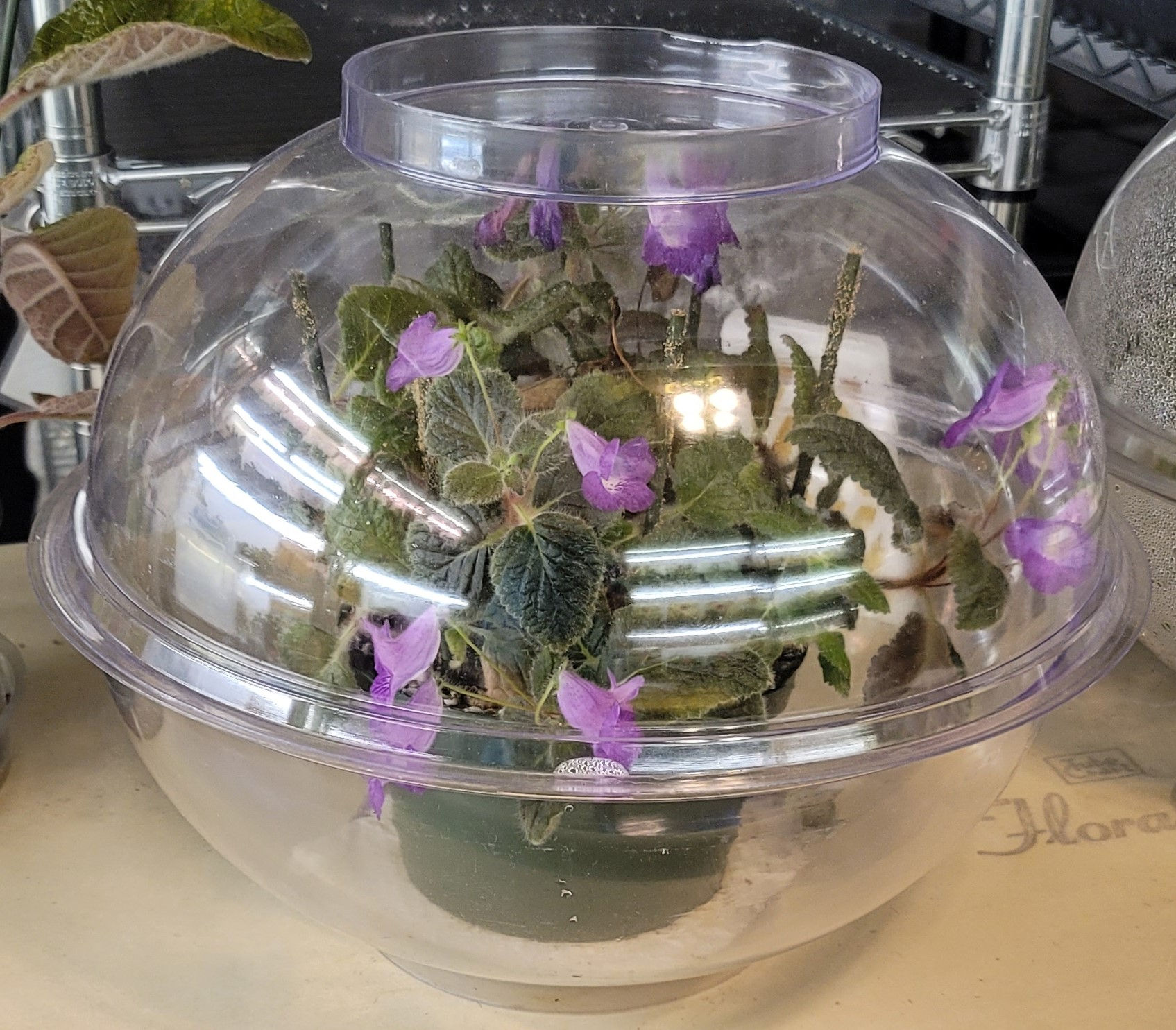 14" x 5.5" Plant Dome-Clear w/3 Clips